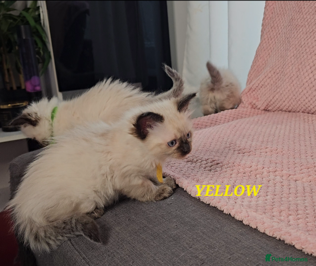 Ragdoll cats for sale: Ragdoll girl chocolate point & blue point - Advert 8