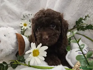 Cavapoo dogs Stunning Cavapoos 2 Rare Chocolate READY NOW 🐾 🐾 - Advert 7
