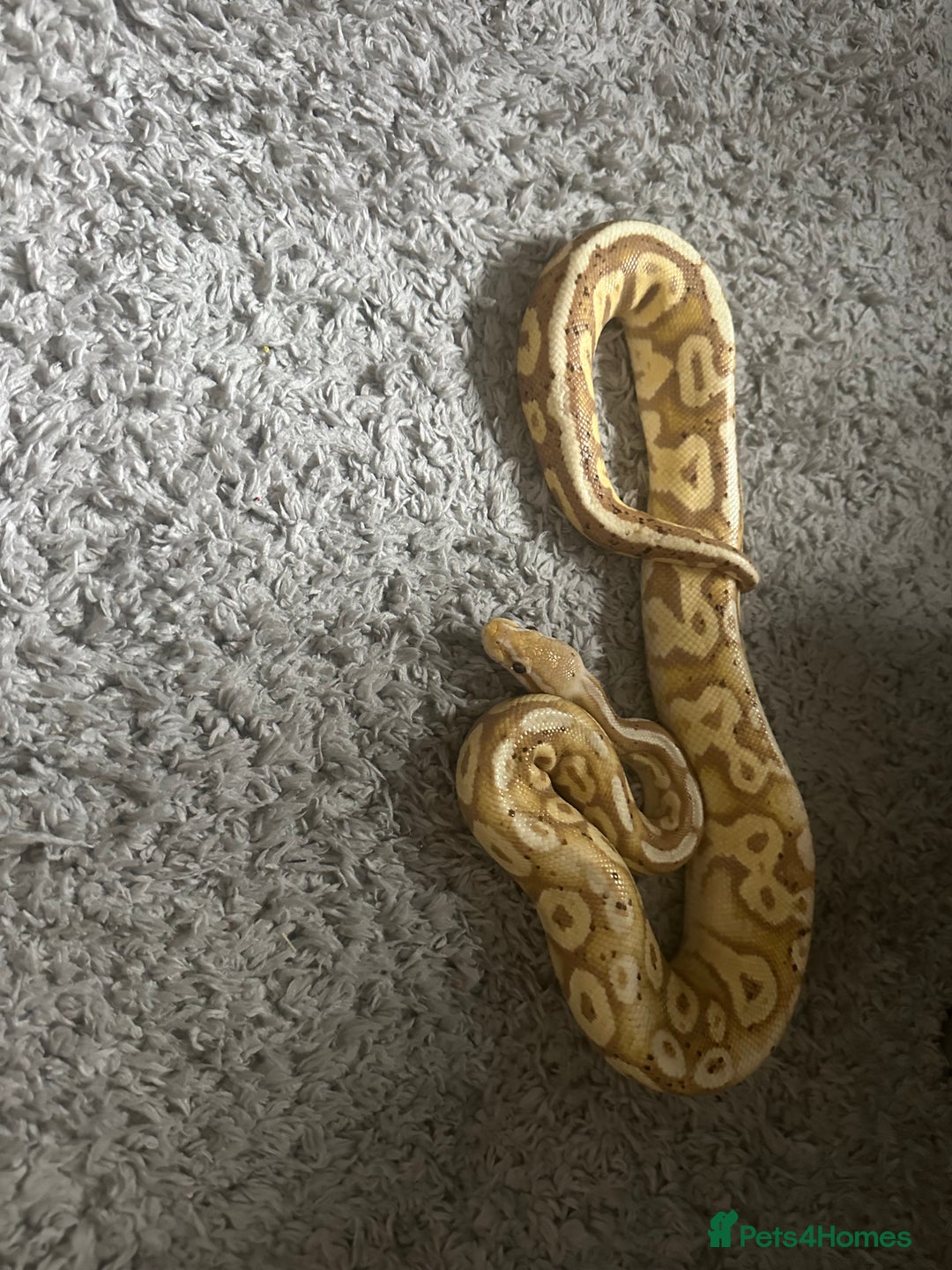 Python Snake reptiles for sale: Ball python - Advert 2