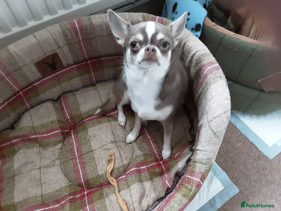Chihuahua dogs for sale: Poppy - Advert 2