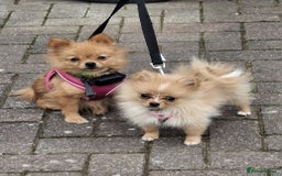 Pomeranian dogs for sale:  WELL BRED ** POMERANIAN - Image 11