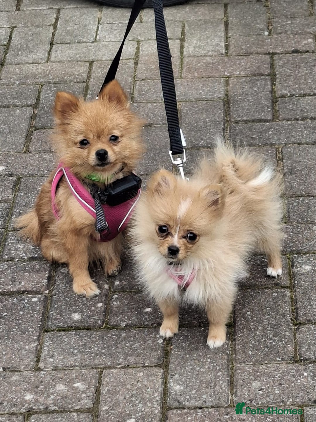 Pomeranian dogs for sale:  WELL BRED ** POMERANIAN - Image 11