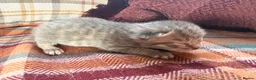 Mixed Breed cats for sale: Beautiful British Shorthaired Cross Kittens - Advert 18