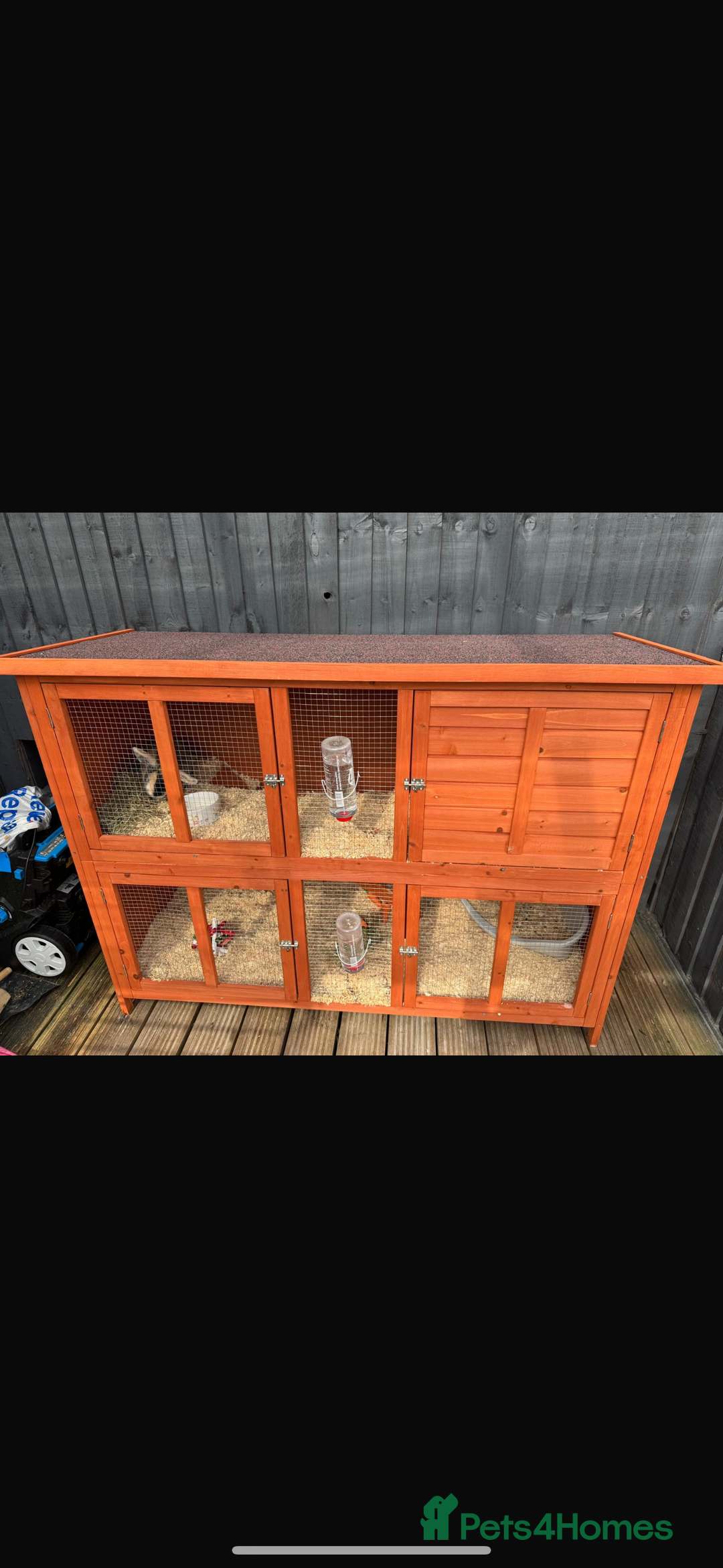 English rabbits for sale: Two female rabbits - Image 1