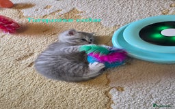 British Shorthair cats for sale: 🐾 4 Adorable British Shorthair Kittens Available! - Image 4