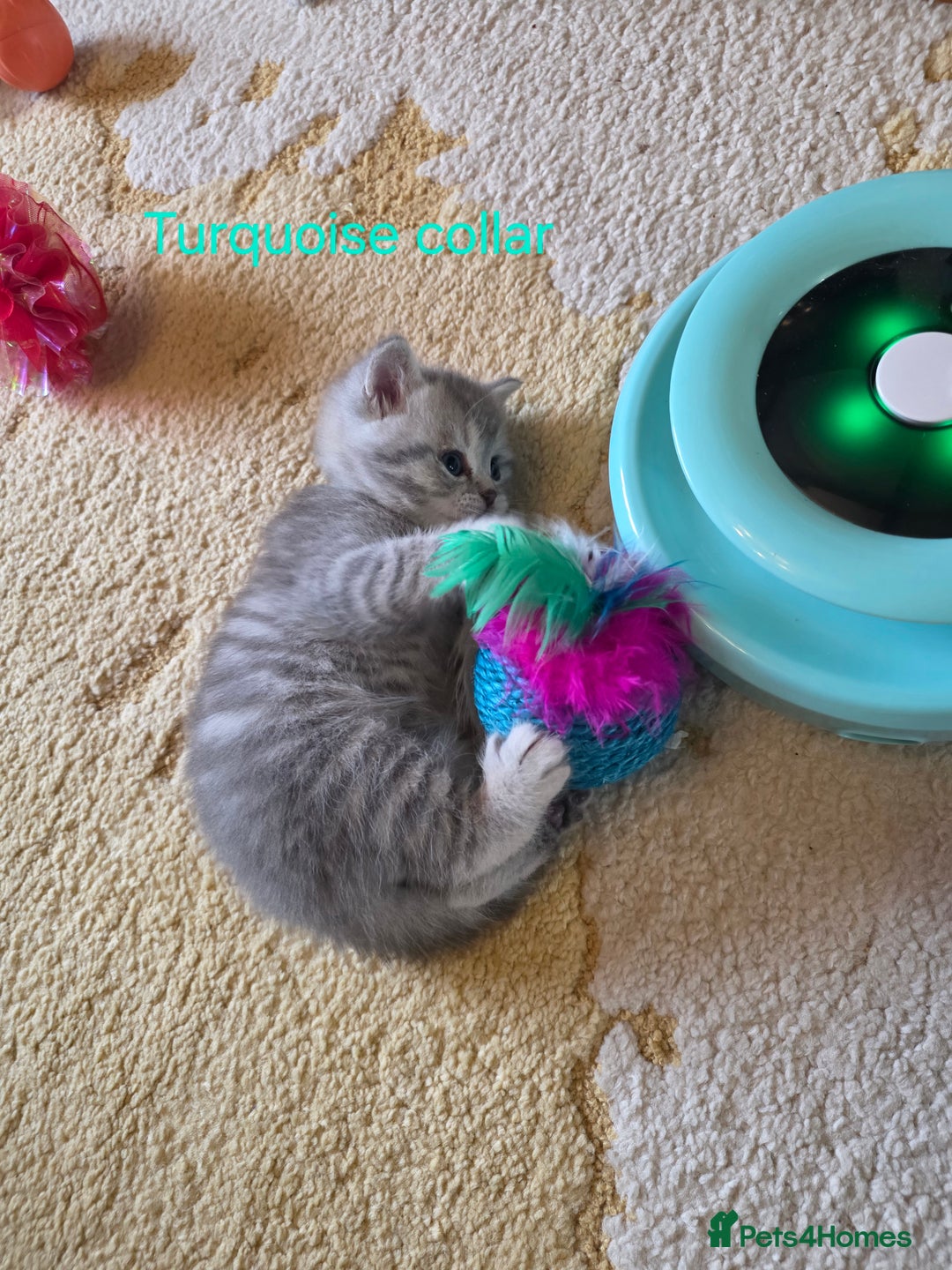 British Shorthair cats for sale: 🐾 4 Adorable British Shorthair Kittens Available! - Image 4