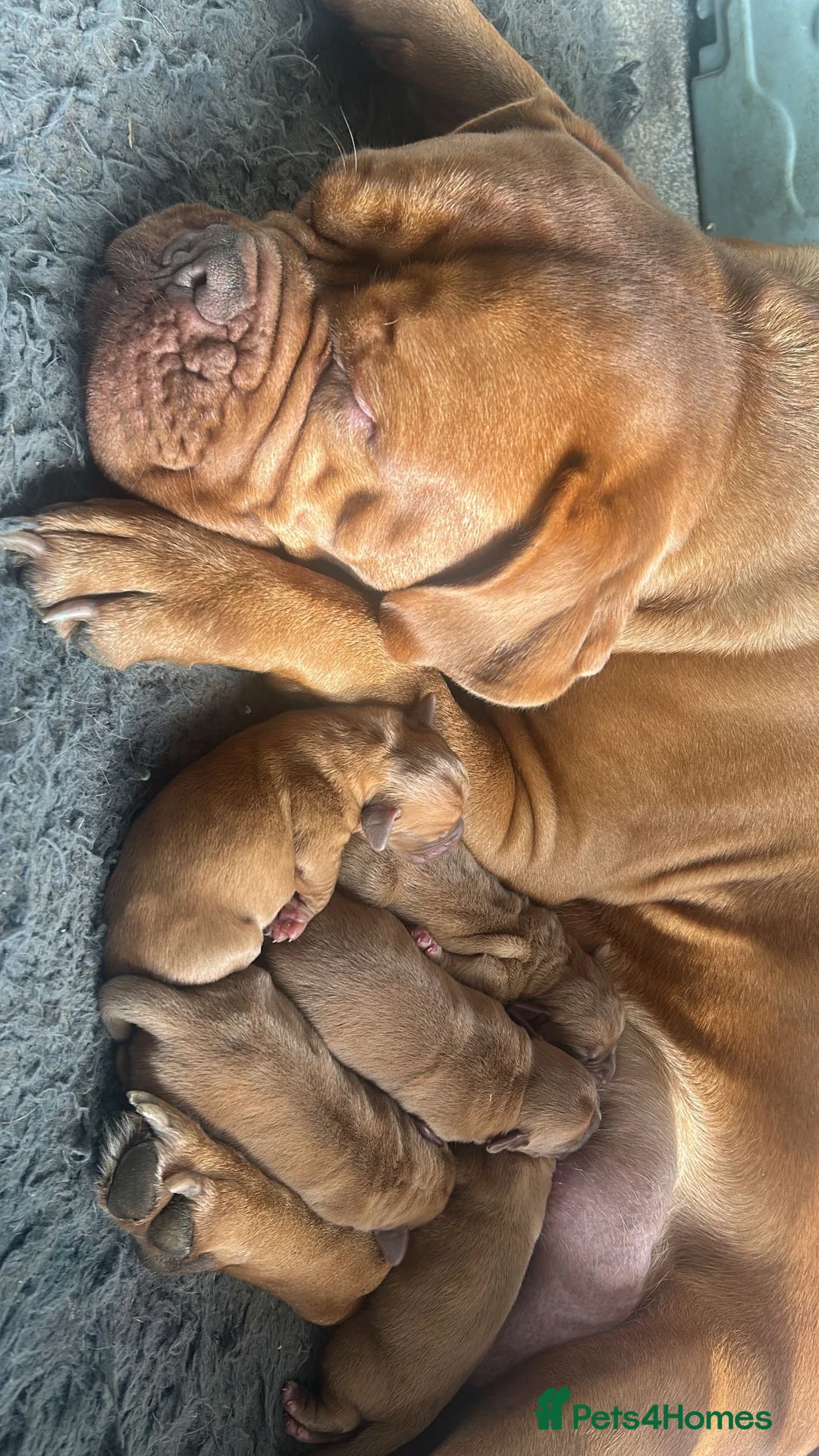 Dogue De Bordeaux dogs for sale: Stunning chunky dogue de Bordeaux puppy’s  - Advert 1