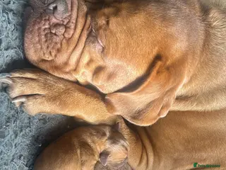 Dogue De Bordeaux dogs Stunning chunky dogue de Bordeaux puppy’s - Advert 2