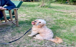 Cavapoo dogs for sale: One year old Female Spayed Apricot Cavapoo  - Image 9