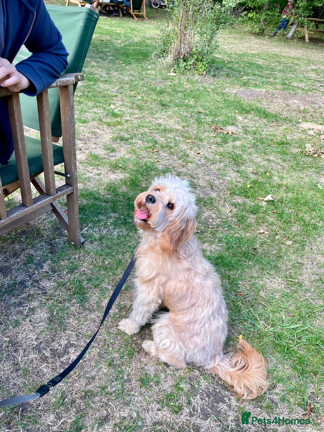 Cavapoo dogs for sale: One year old Female Spayed Apricot Cavapoo  - Image 9