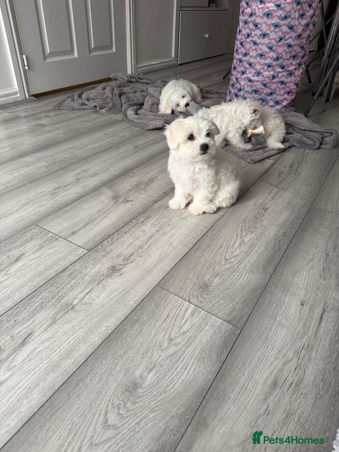 Bichon Frise dogs for sale: Bichon frise - Image 5