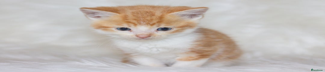 Mixed Breed Kitten 1