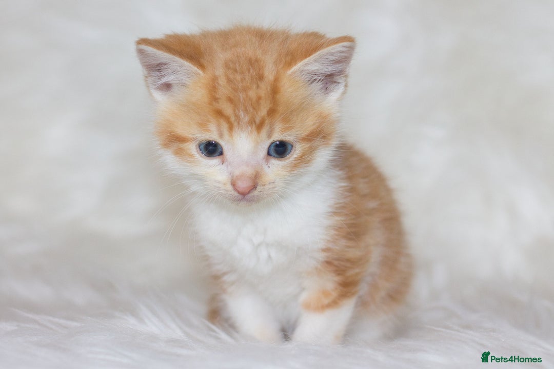 Mixed Breed cats for sale: Happy Healthy Playful Kittens - Image 10