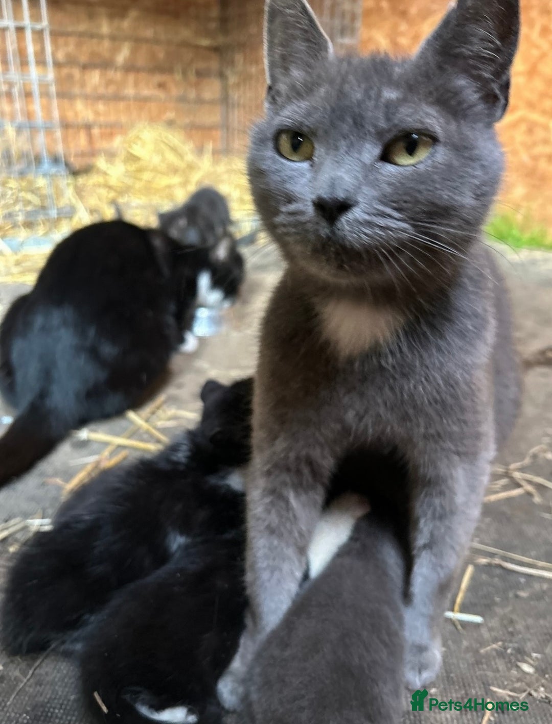 Ragdoll cats for sale: Rag doll X Kittens  - Advert 1