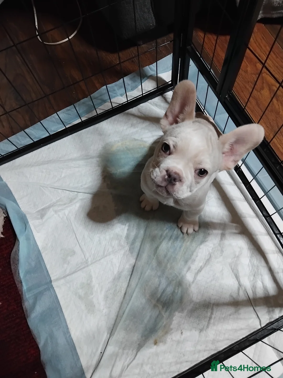 French Bulldog dogs for sale: Beautiful boys - Advert 2