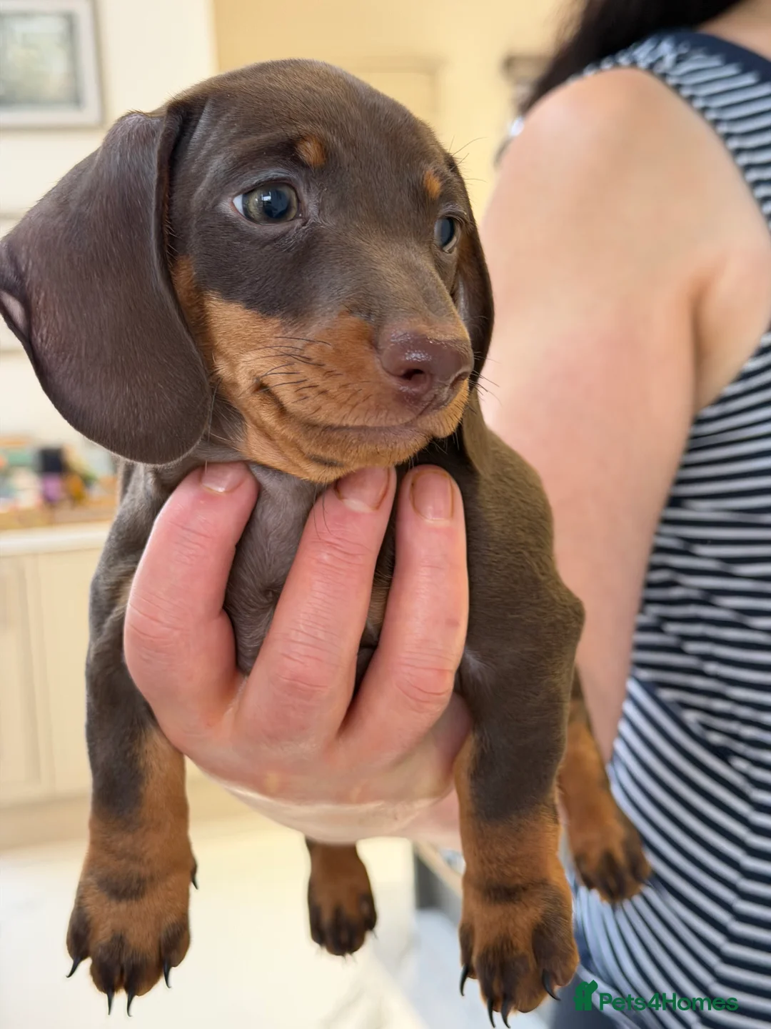 Miniature Dachshund dogs for sale: Miniature dachshund puppies - Advert 9