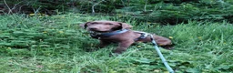 Labrador Retriever dogs for sale: KC Chocolate Labrador from Health Test Parents - Advert 2