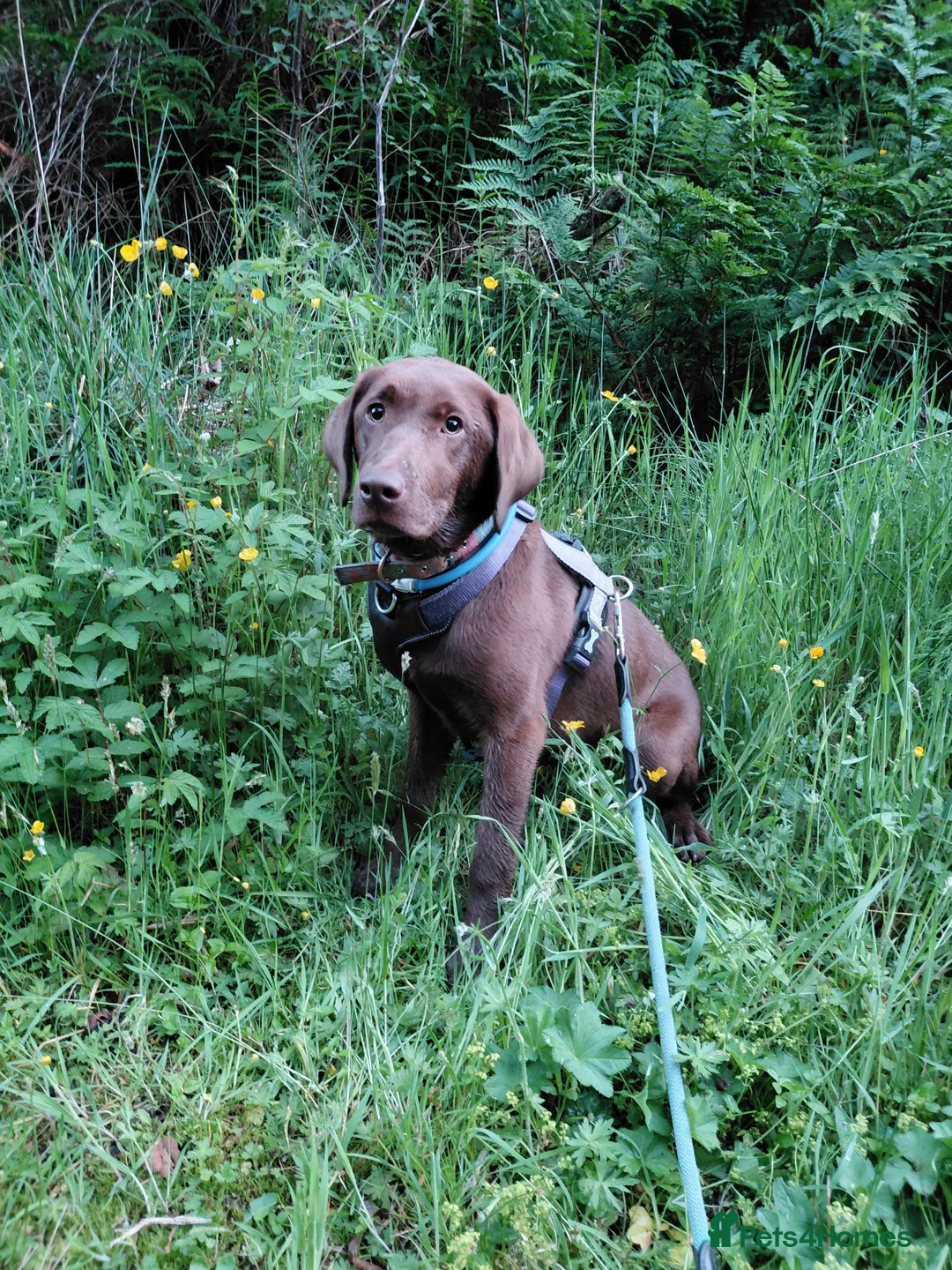 Labrador Retriever dogs for sale: KC Chocolate Labrador from Health Test Parents - Advert 2