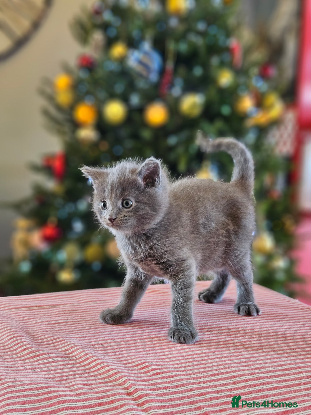 Maine Coon cats for sale: Adorable Maine Coon cross litter for sale - Advert 10