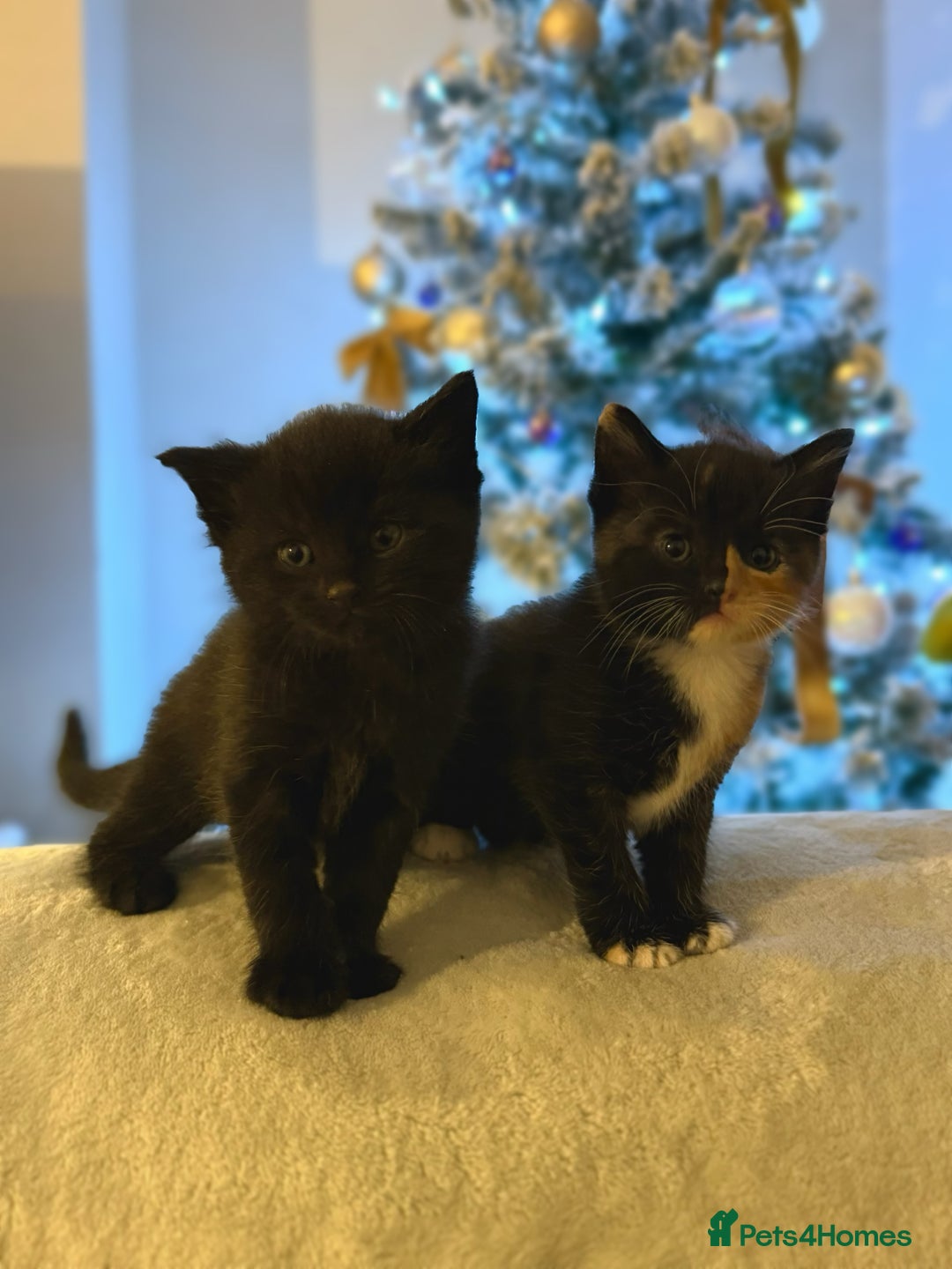 Domestic Shorthair cats for sale: Gorgeous fluffy kittens - Advert 6