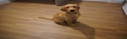 Labrador Retriever dogs for sale: Stunning KC Fox Red & Yellow Labrador Puppies - Advert 13