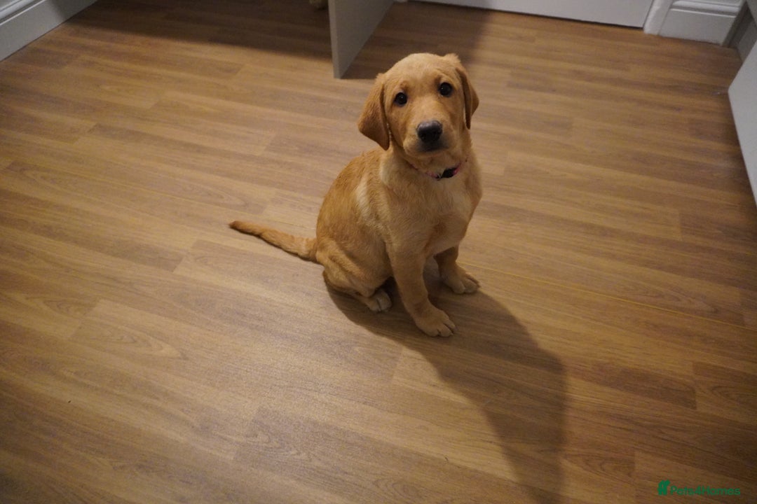 Labrador Retriever dogs for sale: Stunning KC Fox Red & Yellow Labrador Puppies - Advert 13