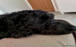 Cockapoo dogs for sale: Rehoming Cockapoo please read description - Image 3