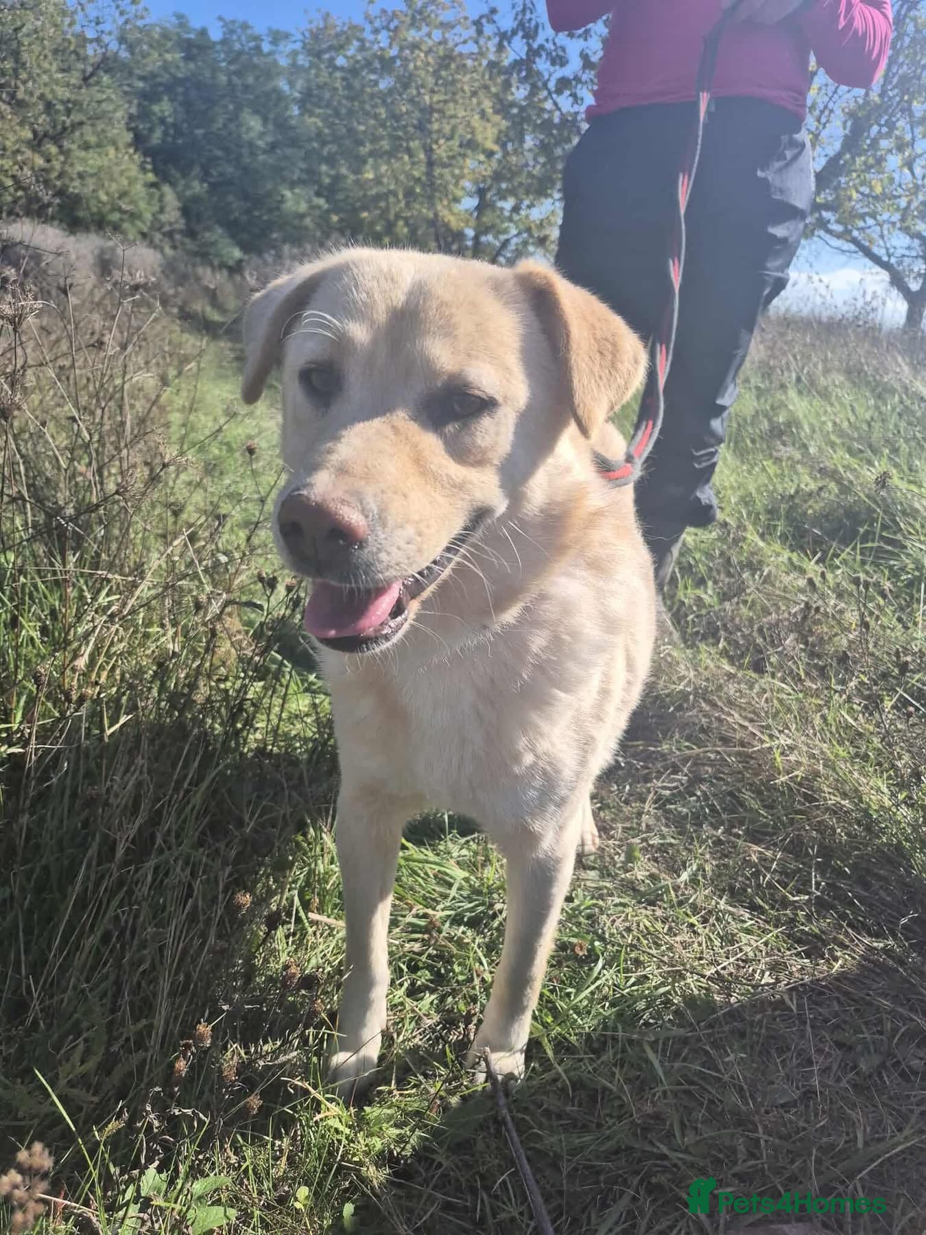 Golden Retriever dogs Twinkie - Norwich Norfolk  - Advert 1