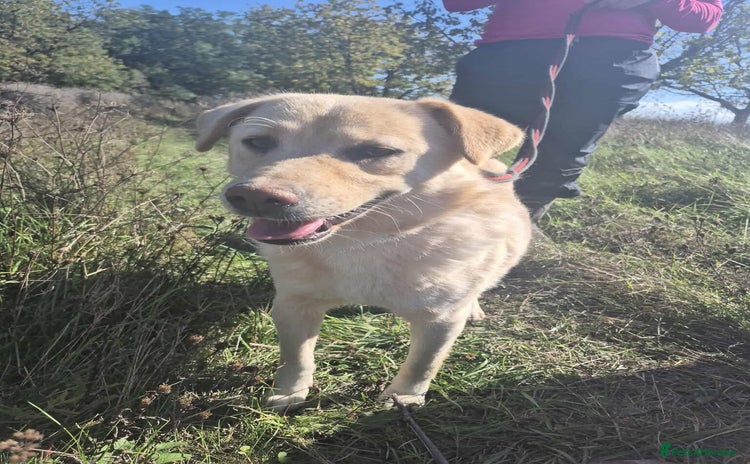 Golden Retriever dogs Twinkie - Norwich Norfolk  - Advert 1