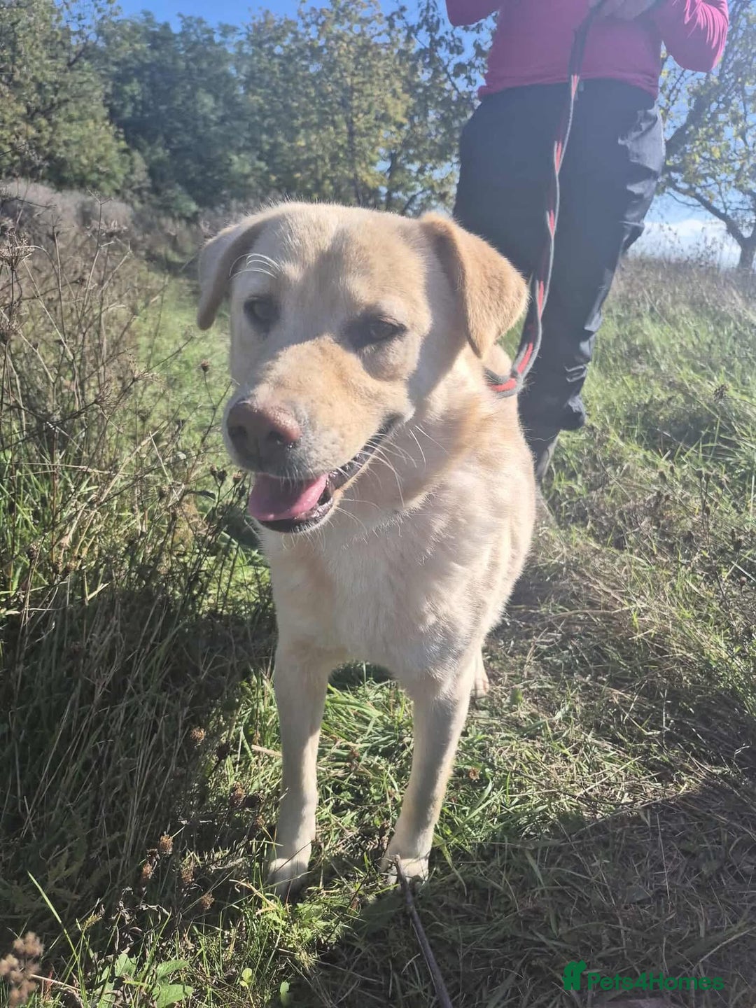 Golden Retriever dogs for adoption: Twinkie - Norwich Norfolk  - Advert 1
