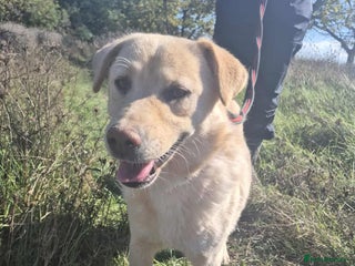 Golden Retriever dogs Twinkie - Norwich Norfolk - Advert 1