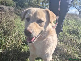 Golden Retriever dogs Twinkie - Norwich Norfolk - Advert 1