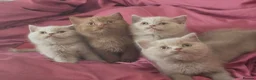 British Shorthair cats for sale: 🐾TICA REG BEAUTIFUL BSH 🐾   - Advert 23