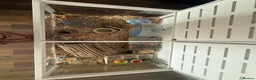 Gerbil rodents for sale: Two male gerbils looking for a new home  - Advert 3