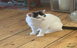 Mixed Breed cats for sale: Gentle and loving cat for sale - Image 2