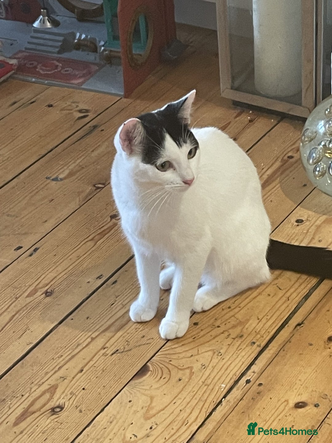 Mixed Breed cats for sale: Gentle and loving cat for sale - Image 2