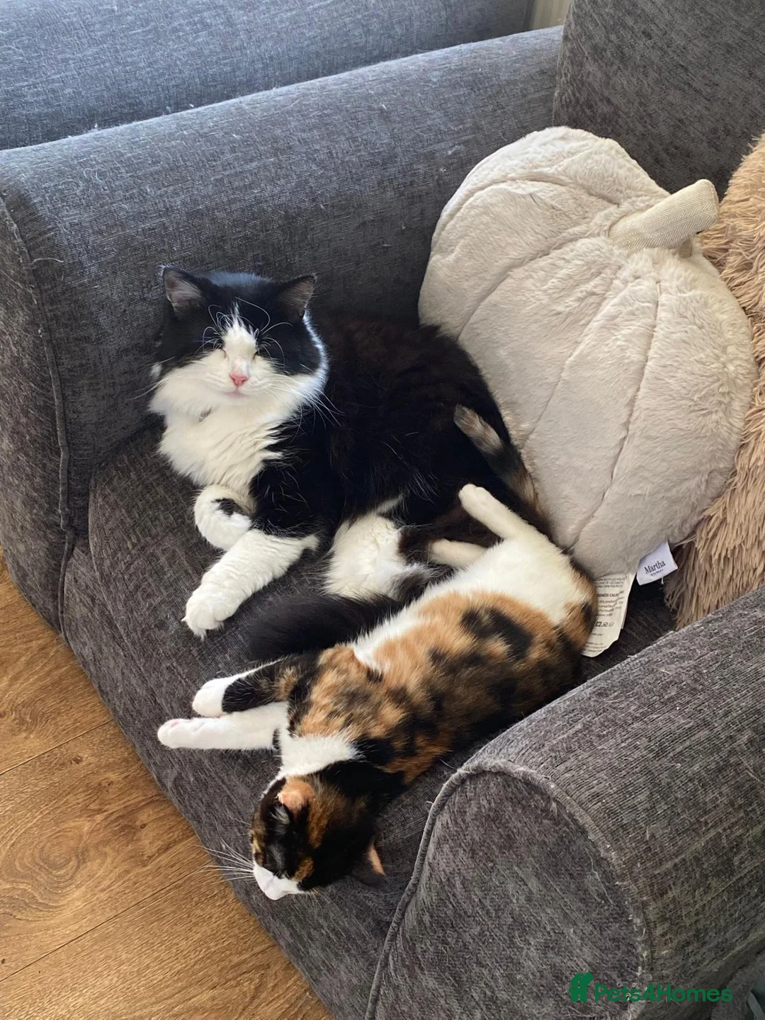 Norwegian Forest Cat cats for sale: Moo  £150 ONO - Advert 25