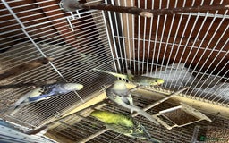 Budgerigars birds for sale: Budgies  - Image 3