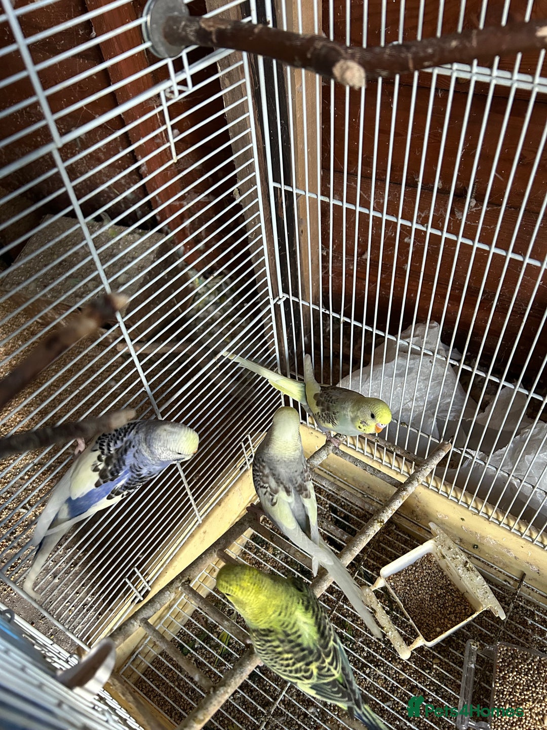 Budgerigars birds for sale: Budgies  - Image 3