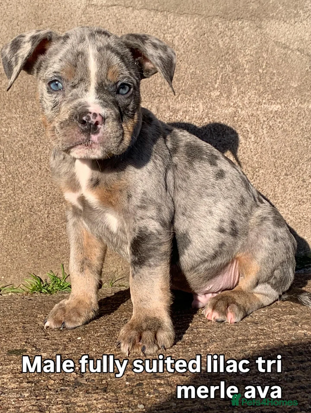 Olde English Bulldogge dogs for sale: Olde English bulldogges generational  - Advert 30