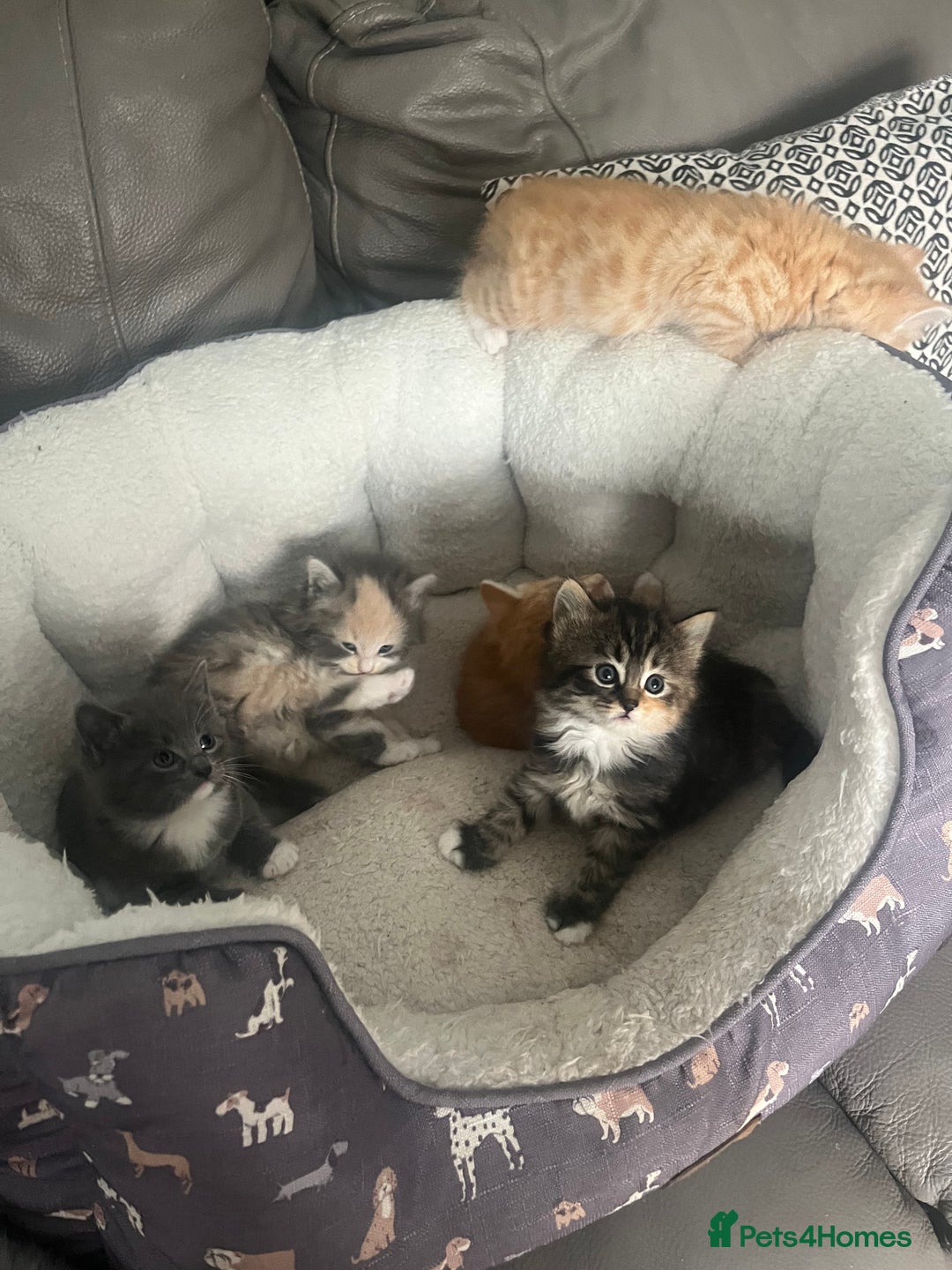 British Shorthair cats for sale: British short hair x - Image 2