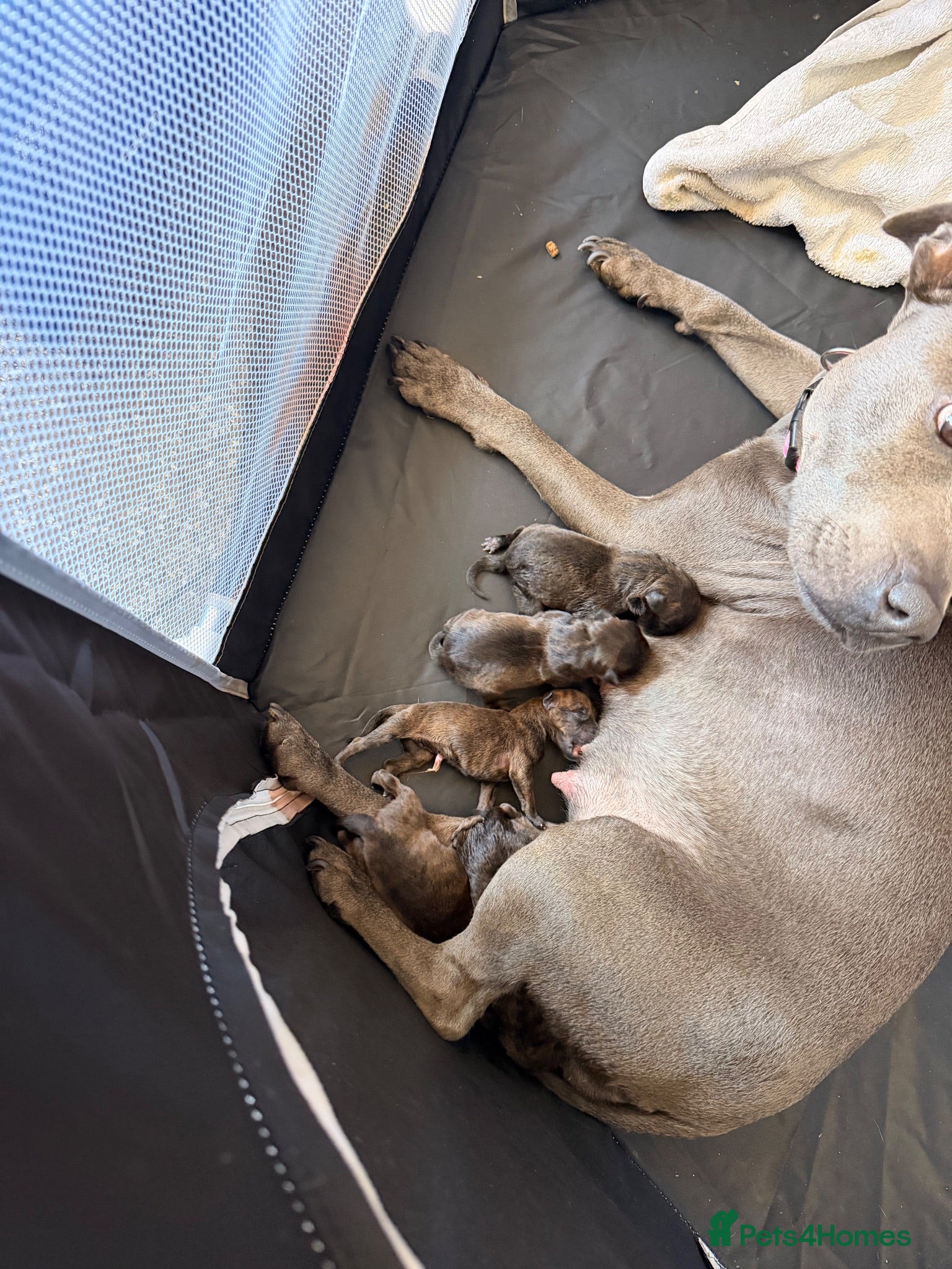 Staffordshire Bull Terrier dogs Beautiful litter of Staffy pups   - Advert 1