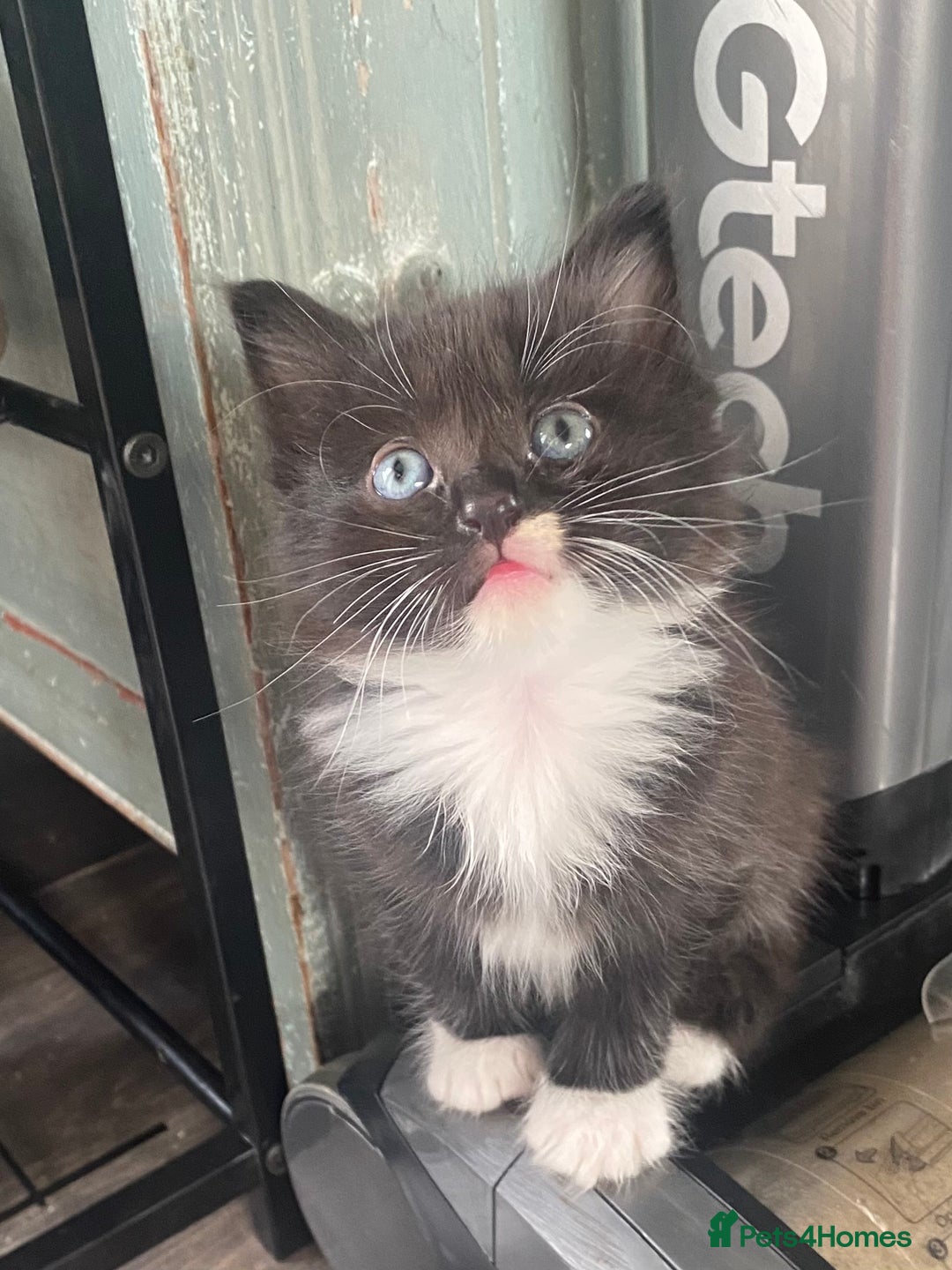 Ragdoll cats for sale: Ragdoll X kittens  - Image 5