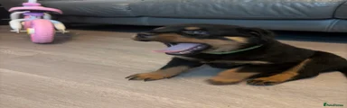 Rottweiler 4