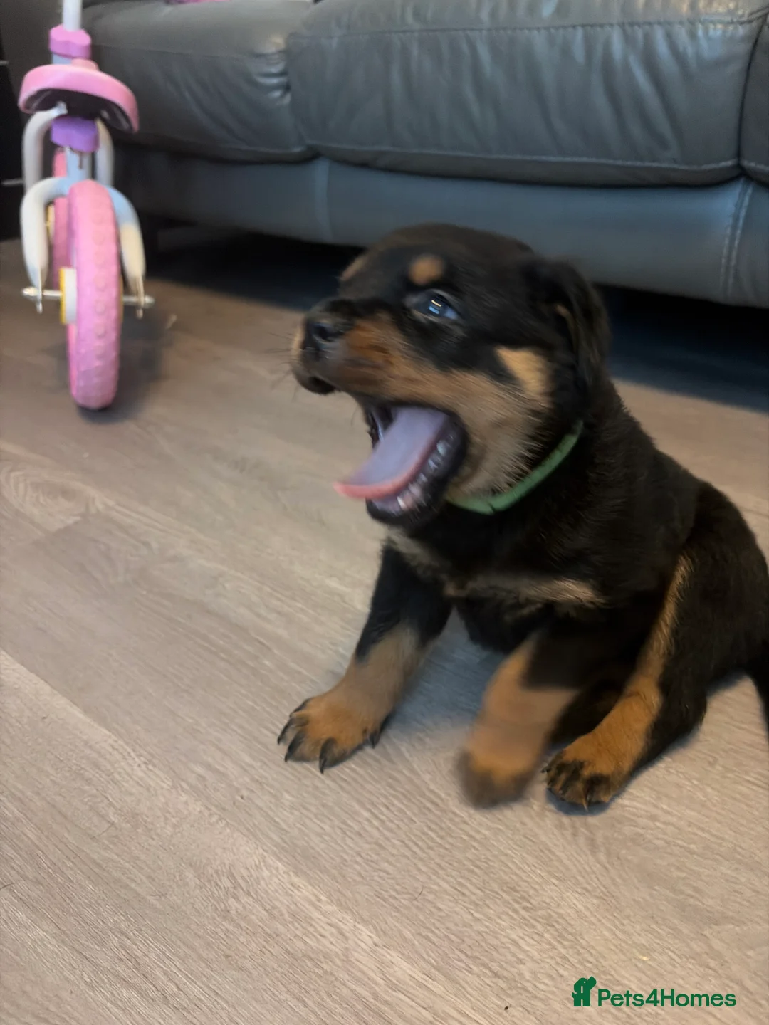 Rottweiler dogs for sale: Rottweiler puppies for sale  - Advert 2