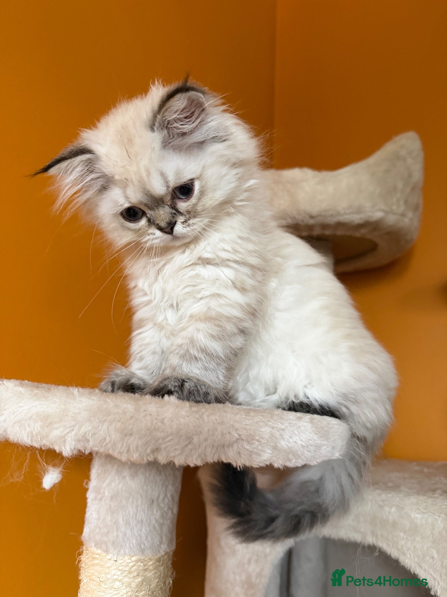 British Longhair cats   British Longhair male kitten  - Advert 2
