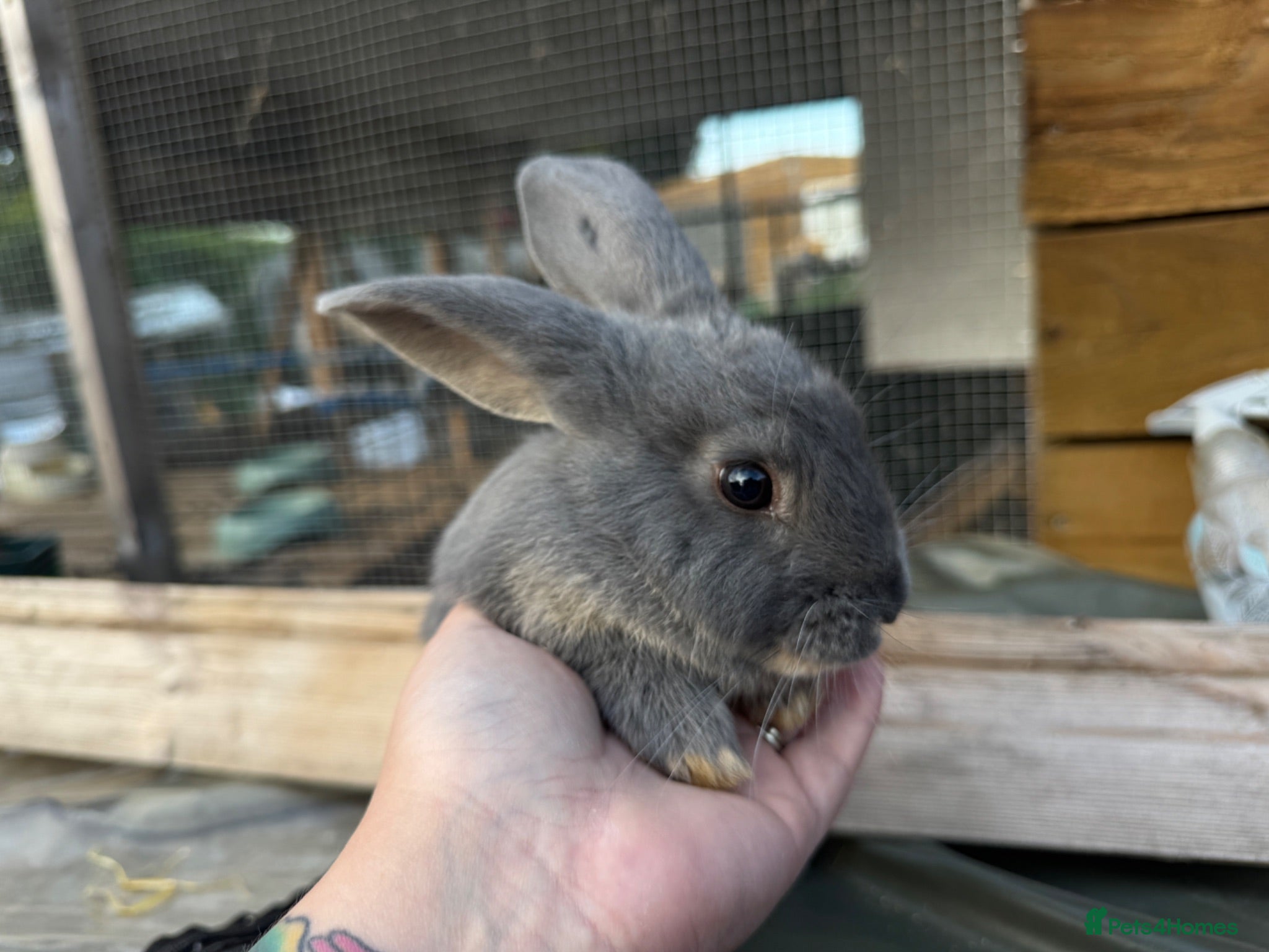 Mixed Breed rabbits Mini Rex x Lion Lop Babies - TWO LEFT - Advert 11