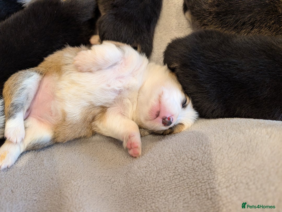 Welsh Corgi Pembroke dogs for sale: 9 Stunning Corgis  - Image 12
