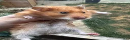 Hamster rodents for sale: 3 syrian hamsters - Advert 1