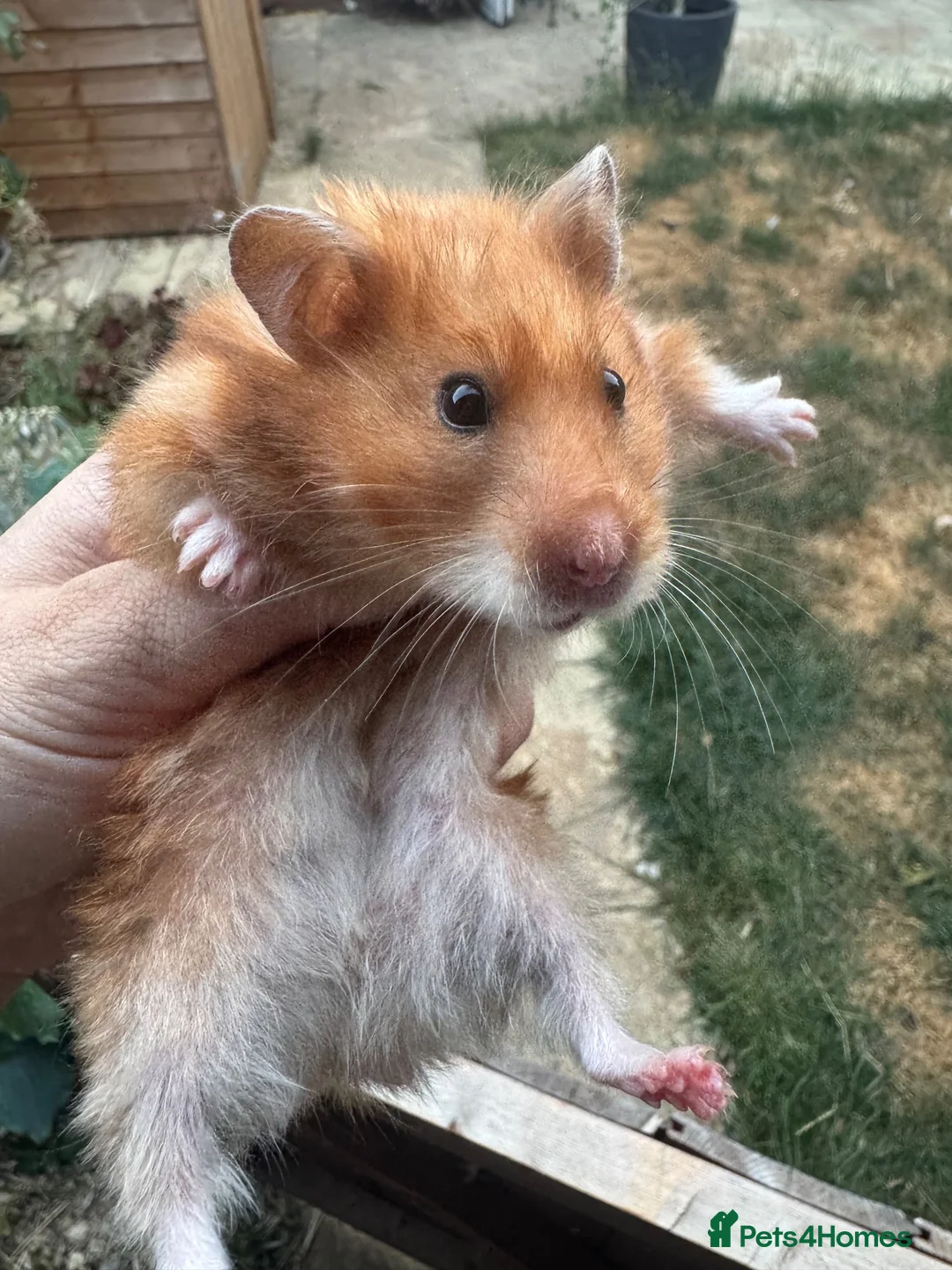 Hamster rodents for sale: 3 syrian hamsters - Advert 1